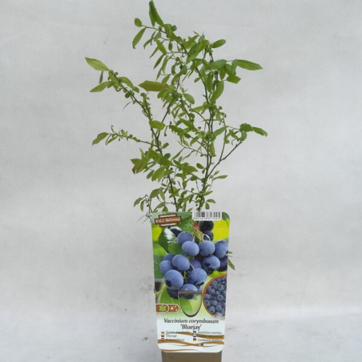 Amerikāņu mellenes 'Bluejay' P9/C1