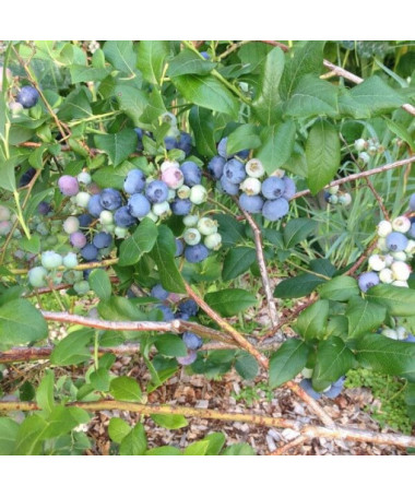 Augstā krūmmellene 'Bluecrop' P9/C1