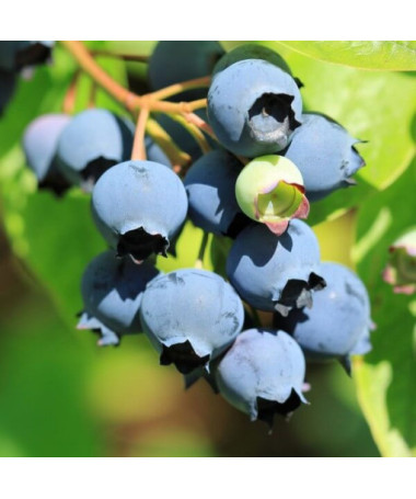 Augstā krūmmellene 'Bluecrop' P9/C1