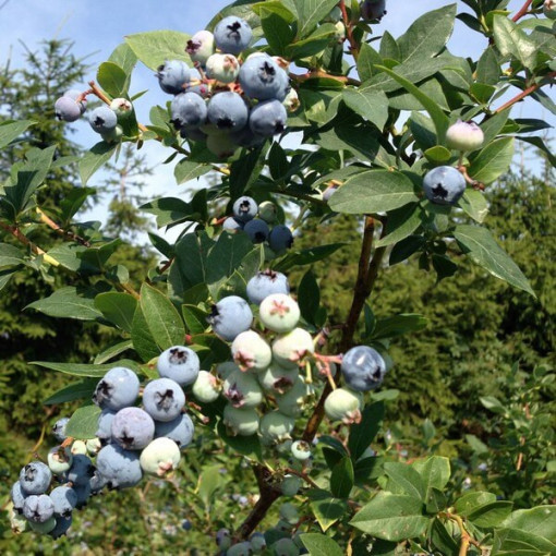 Augstā krūmmellene 'Bluecrop' P9/C1