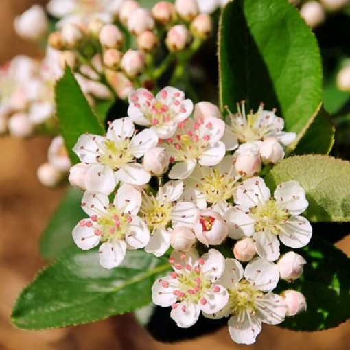 Melnoaugļu aronija P9/C1