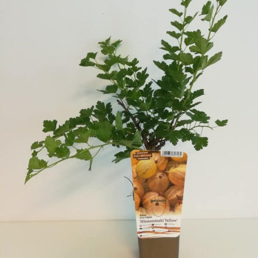 Dzeltenā ērkšķoga 'Hinnonmaki Gelb' P9/C1