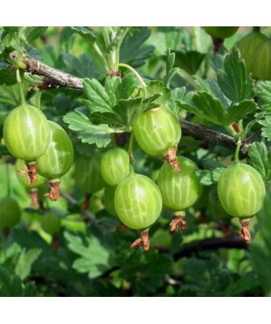 Zaļā ērkšķoga 'Hinnonmaki Green' P9/C1