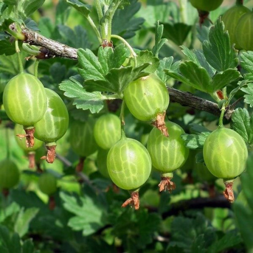 Zaļā ērkšķoga 'Hinnonmaki Green' P9/C1