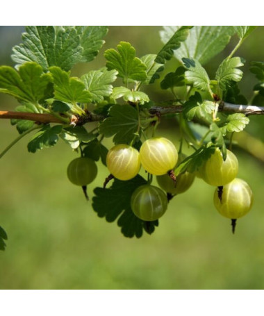 Zaļā ērkšķoga 'Hinnonmaki Green' P9/C1