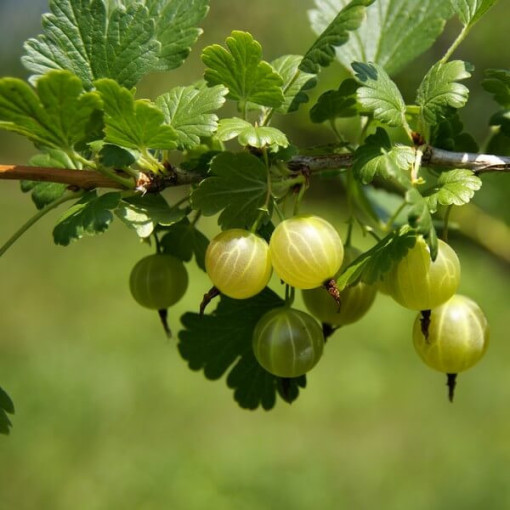 Zaļā ērkšķoga 'Hinnonmaki Green' P9/C1