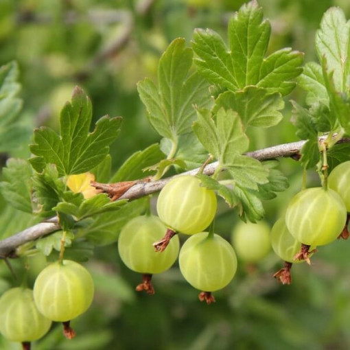 Zaļā ērkšķoga 'Hinnonmaki Green' P9/C1