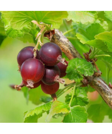 Sarkanais ērkšķogas 'Hinnonmaki Red' P9/C1