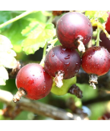 Sarkanais ērkšķogas 'Hinnonmaki Red' P9/C1