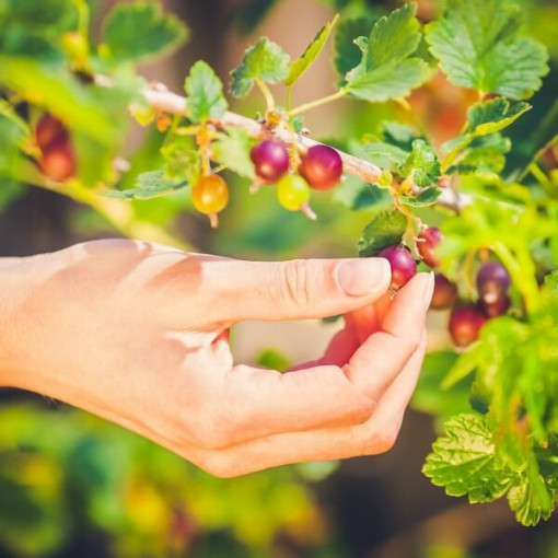 Sarkanais ērkšķogas 'Hinnonmaki Red' P9/C1