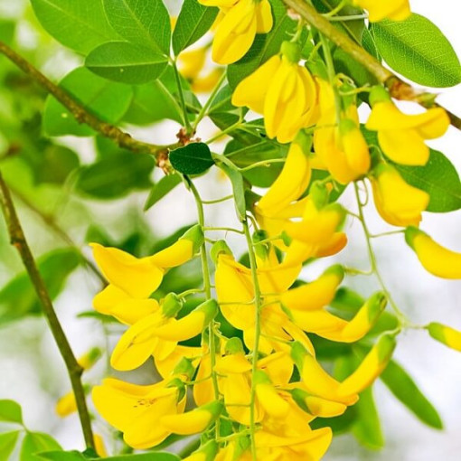 Paprastasis auksinis lietus (Laburnum anagyroides) P9/C1