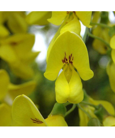 Paprastasis auksinis lietus (Laburnum anagyroides) P9/C1