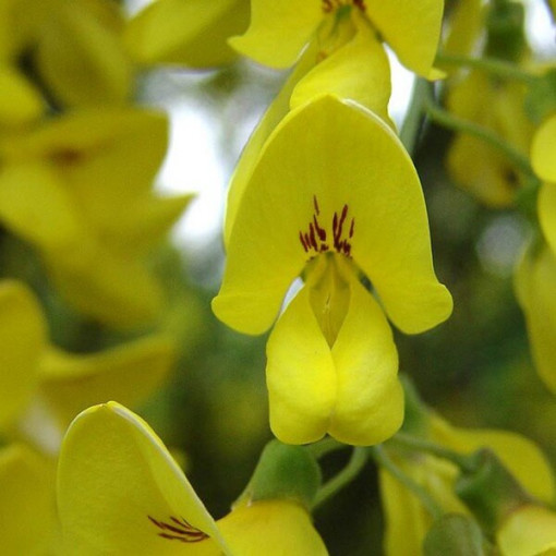 Paprastasis auksinis lietus (Laburnum anagyroides) P9/C1