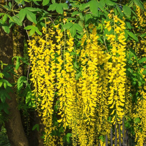 Paprastasis auksinis lietus (Laburnum anagyroides) P9/C1