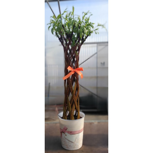 Tamsusis Pintinis Gluosnis (Salix alba x purpurea)