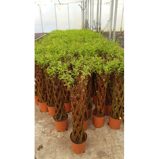 Tamsusis Pintinis Gluosnis (Salix alba x purpurea)