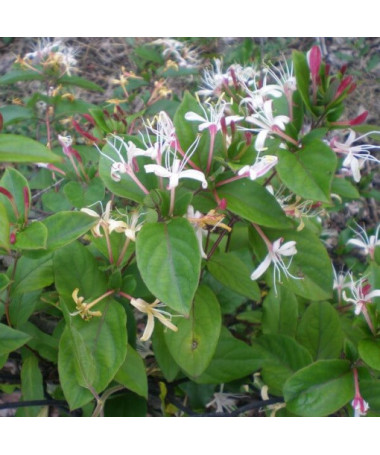 Japoninis sausmedis Purpurea, kvapnus vijoklis, 4L