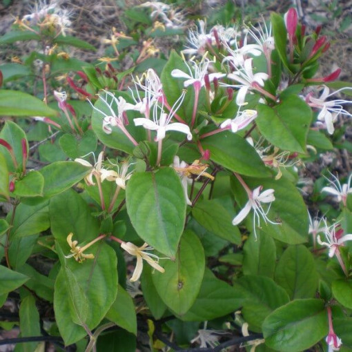 Japoninis sausmedis Purpurea, kvapnus vijoklis, 4L