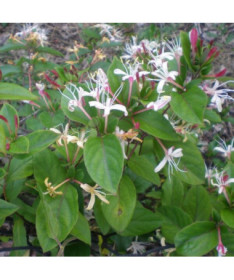 Japoninis sausmedis Purpurea, kvapnus vijoklis, 4L