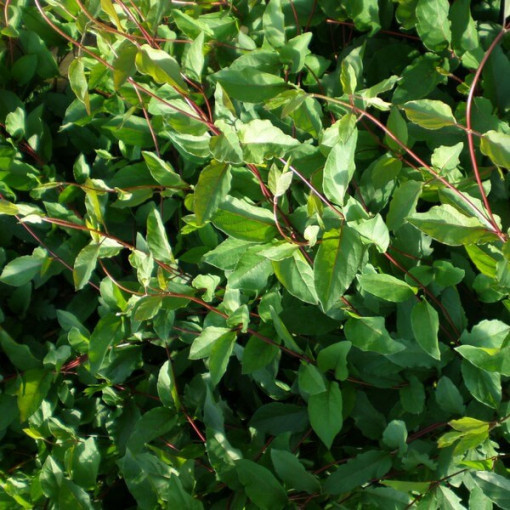Japoninis sausmedis Purpurea, kvapnus vijoklis, 4L