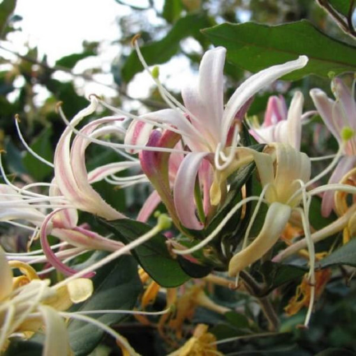 Japoninis sausmedis Purpurea, kvapnus vijoklis, 4L