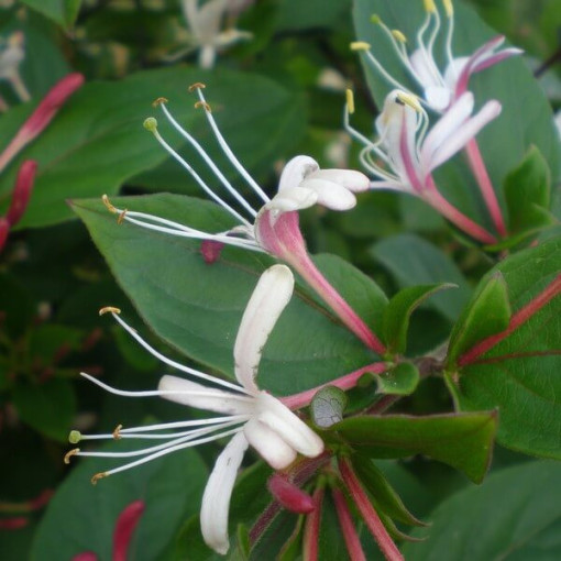 Japoninis sausmedis Purpurea, kvapnus vijoklis, 4L