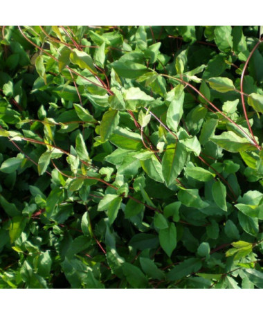 Japoninis sausmedis Purpurea, kvapnus vijoklis, 2L