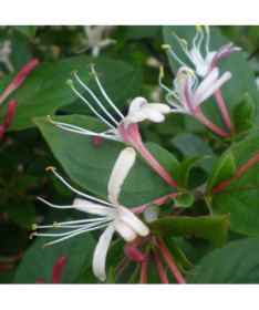 Smaržīgā japāņu kazene 'Purpurea' P9/C1