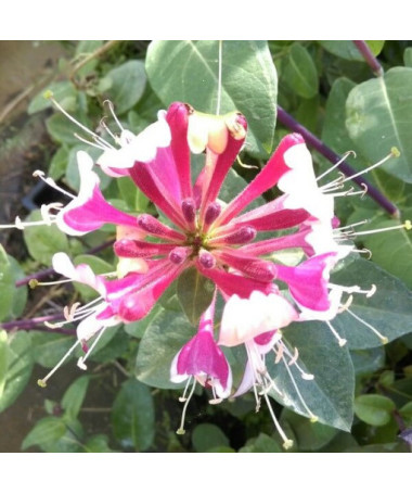 Heckrottų sausmedis, kvapnus vijoklis, 4L