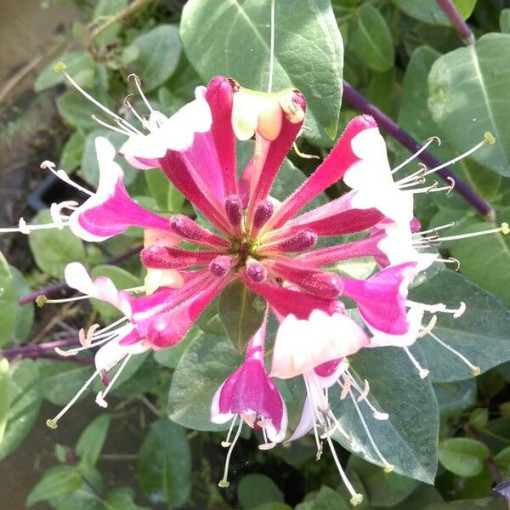 Heckrottų sausmedis, kvapnus vijoklis, 4L