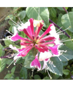 Heckrottų sausmedis, kvapnus vijoklis, 4L