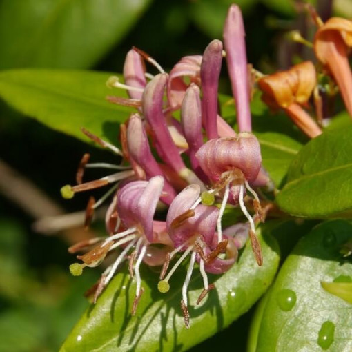 Heckrottų sausmedis, kvapnus vijoklis, 4L