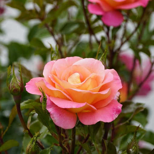 Lielziedu roze 'Bicolette' 2L pods