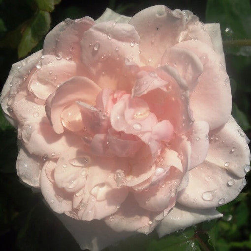 Kāpjošā roze 'New Dawn' pods, 2L