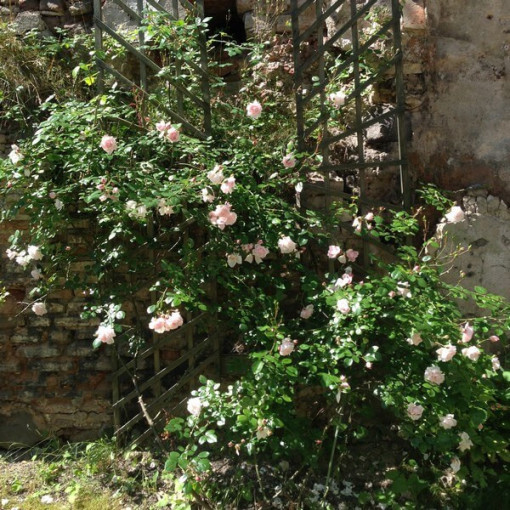 Kāpjošā roze 'New Dawn' pods, 2L