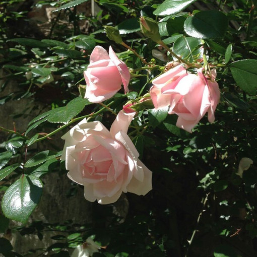 Kāpjošā roze 'New Dawn' pods, 2L