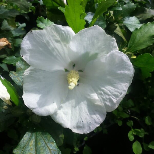 Sirinis hibiskas (Hibiscus) 'William R. Smith', 2L