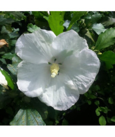 Sirinis hibiskas (Hibiscus) 'William R. Smith', 2L