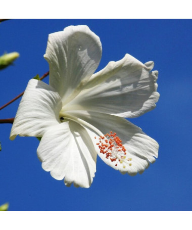 Sirinis hibiskas (Hibiscus) 'William R. Smith', 2L