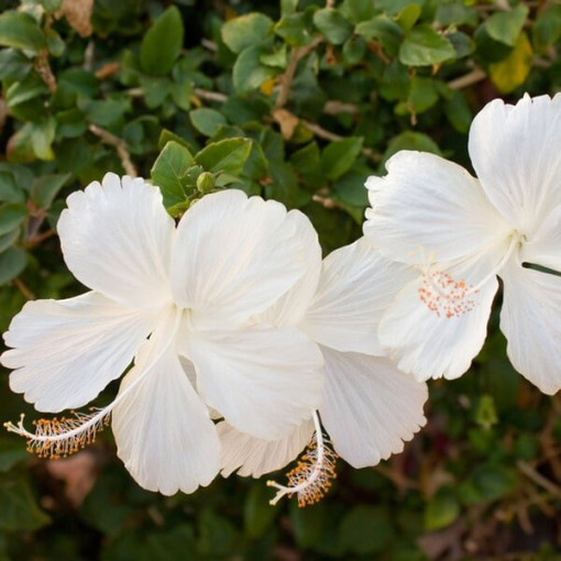 Sirinis hibiskas (Hibiscus) 'William R. Smith', 2L