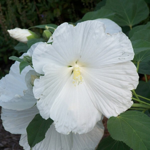 Sirinis hibiskas (Hibiscus) 'William R. Smith', 2L