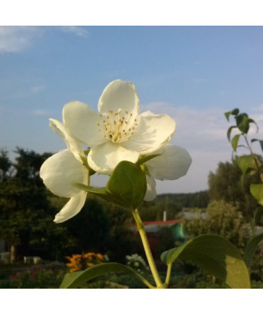 Balta kvapioji filadelfa (Philadelphus coronarius)