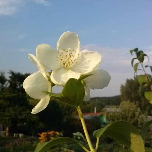 Balta kvapioji filadelfa (Philadelphus coronarius)