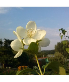Balta kvapioji filadelfa (Philadelphus coronarius)