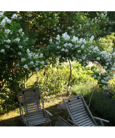 Balta kvapioji filadelfa (Philadelphus coronarius)