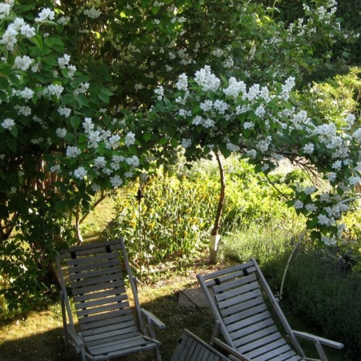 Balta kvapioji filadelfa (Philadelphus coronarius)