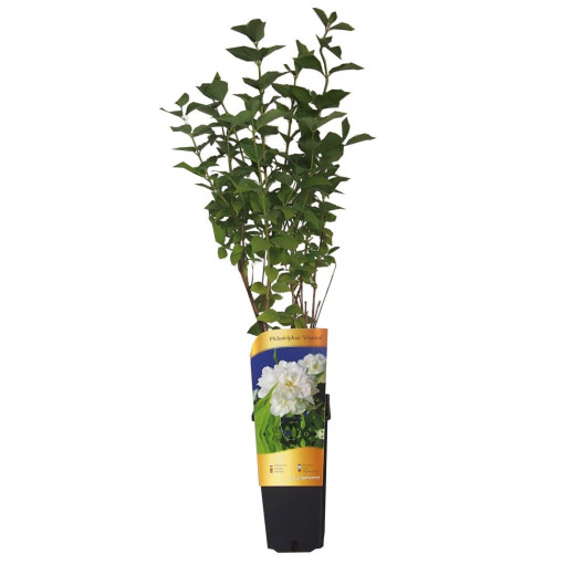 Balta kvapioji filadelfa (Philadelphus coronarius)