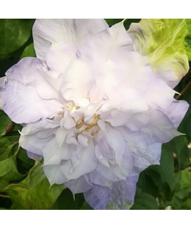 Klematis 'Veronica's Choice' (lielziedu, pilnziedu) 4 litru pods