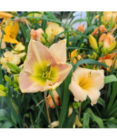 Dienlilija Bright Dawn, 2L trauks