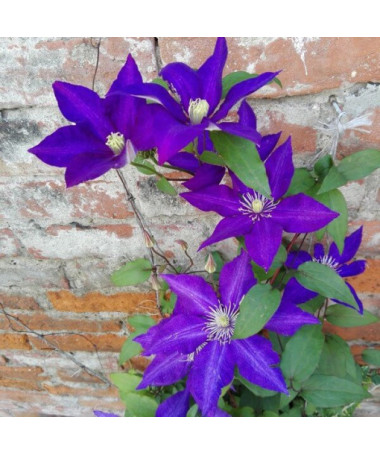 Clematis 'The President' (lielziedu) 4 L konteinerā